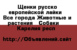 Щенки русско европейской лайки - Все города Животные и растения » Собаки   . Карелия респ.